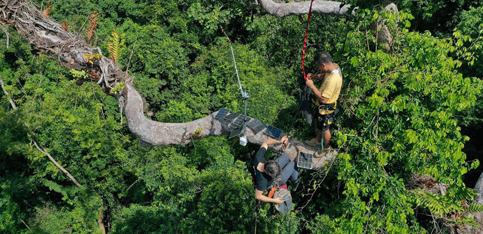 Saving the Palawan Rainforest by Listening